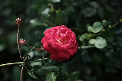 Close-up of rose bud