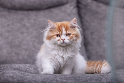 Portrait of cat sitting on floor