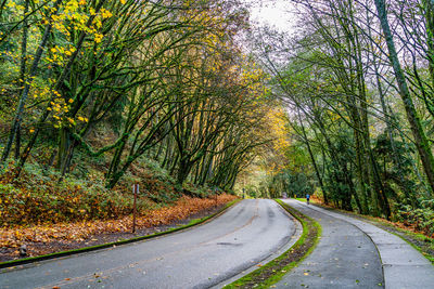 A view of the last autumn colors on trees at seahurst park in burien, washington.