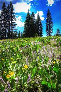 Purple flowering plants on field against sky