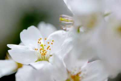 Close-up of white flower