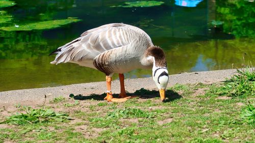 View of birds at lakeshore