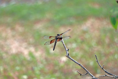 Close-up of insect