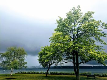 Scenic view of tree and lake against sky