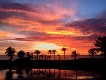 Palm trees at sunset