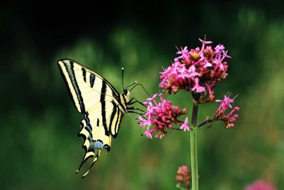 Close-up of butterfly pollinating on pink flower