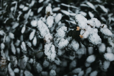 Close-up of snow on leaf