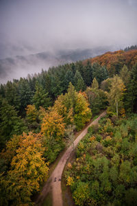 Dirt road amidst trees against sky