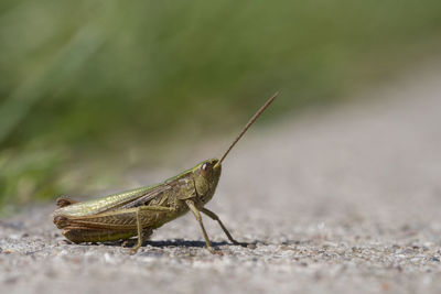 Close-up of grasshopper on field