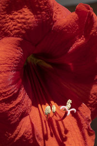 Close-up of red rose flower