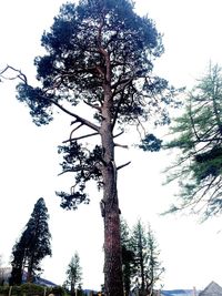 Low angle view of tree against sky