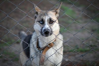 Portrait of dog seen through chainlink fence