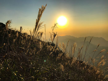 Scenic view of field against sky at sunset
