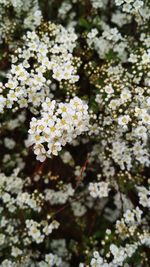 Close-up of white cherry blossoms in spring