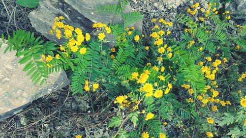 Close-up of yellow flowers