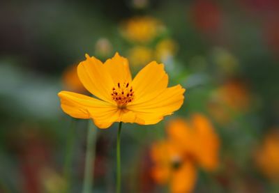 Close-up of yellow cosmos flower blooming outdoors