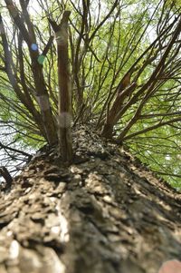 Low angle view of tree