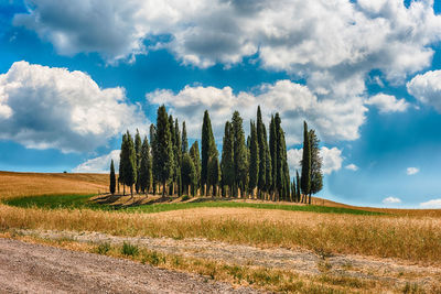 Panoramic shot of trees on field against sky