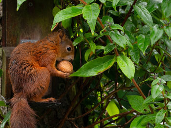 Side view of a squirrel on tree