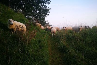 Sheep on field against sky