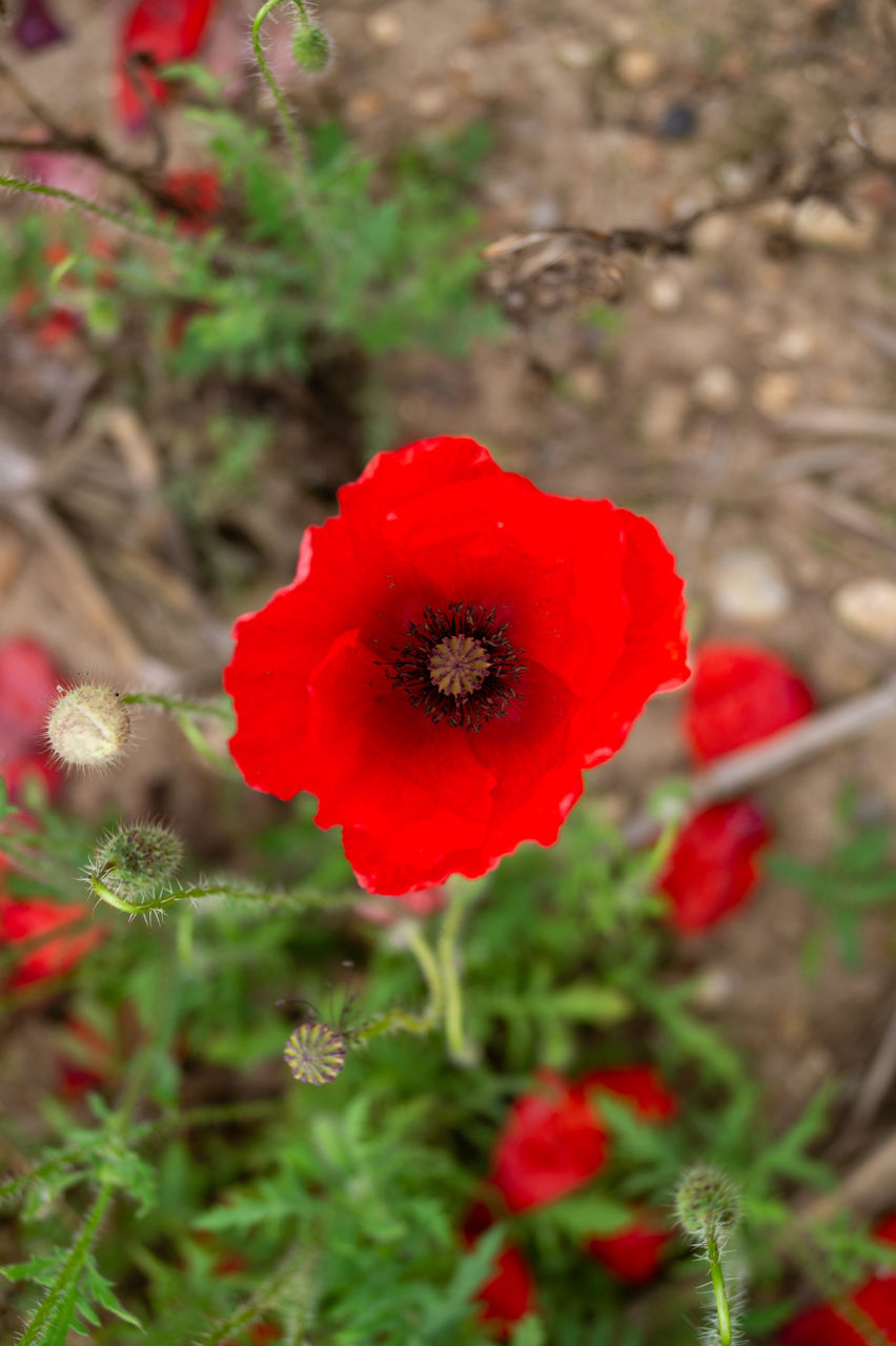 CLOSE-UP OF RED POPPY FLOWER