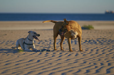 Two dogs on beach