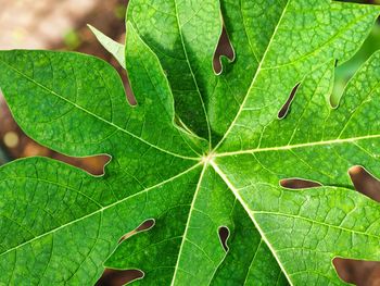 Close-up of water drops on leaves