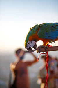 Close-up of parrot perching on tree against sky