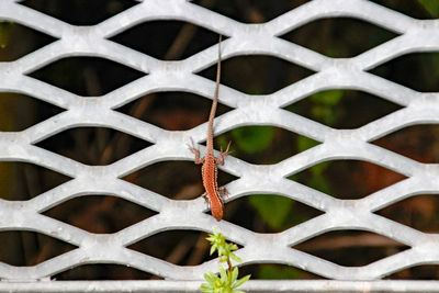 Full frame shot of lizard