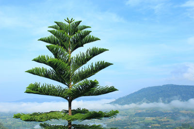 Low angle view of palm tree against sky