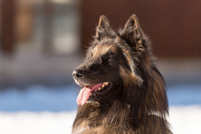Close-up of a dog looking away