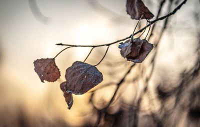 Close-up of dry leaves on branch