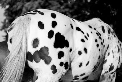 Close-up of a dog