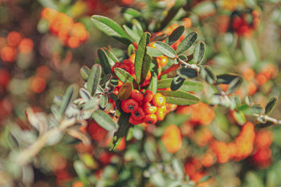 Close-up of red berries growing on tree