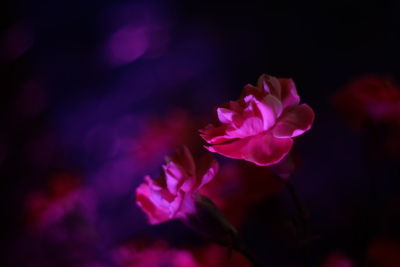 Close-up of pink flowering plant