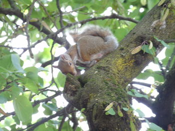 Squirrel on tree