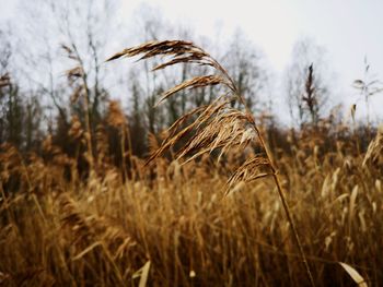 Close-up of stalks in field against sky