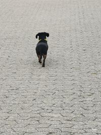 Rear view of dog running