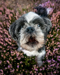 Shih tau in the. heather on the north york moors