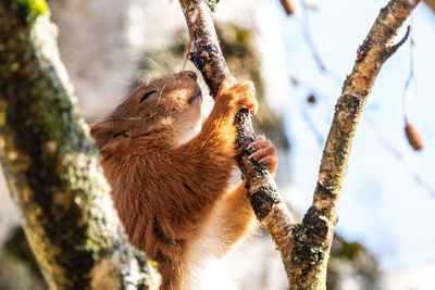 Low angle view of young squirrel on tree