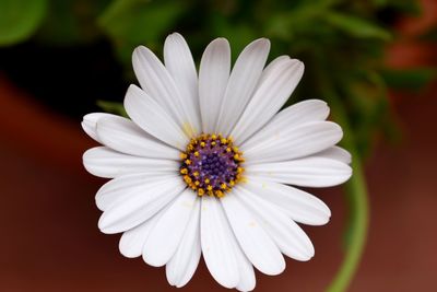 Close-up of white daisy