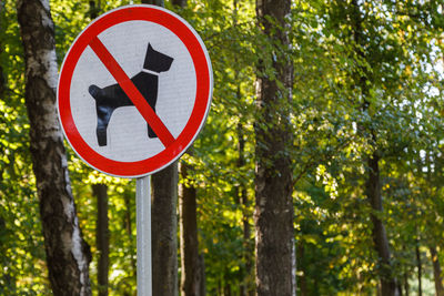 No dogs allowed sign on a pole in summer  park - close-up with selective focus and background blur