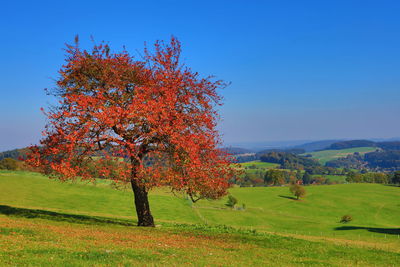 Autumnal tree on landscape against clear blue sky