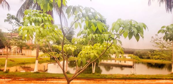 Palm trees by lake against sky