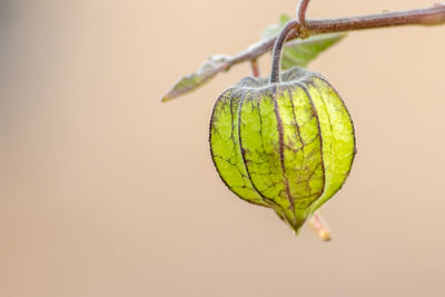 Close-up of fruit against white background