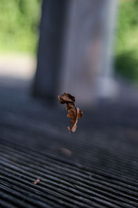 Close-up of bird flying