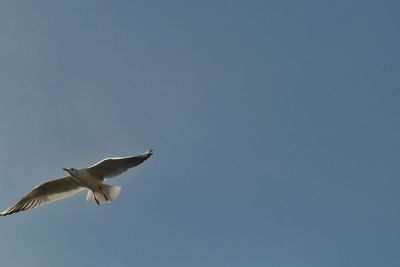 Low angle view of seagull flying in sky