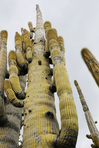 Exceptionally high old giant cactus, botanical garden 