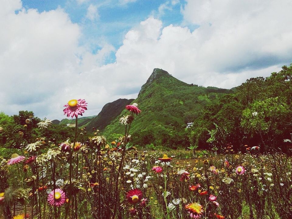 LOW ANGLE VIEW OF FLOWERS BLOOMING IN PARK AGAINST SKY