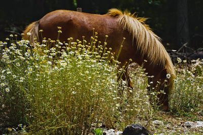 Miniature horse grazing on field